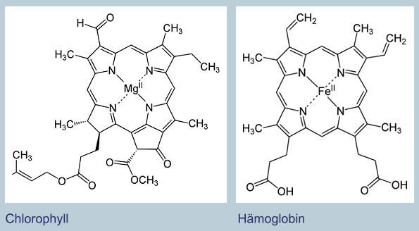 Chlorophyll Hämoglobin Struktur