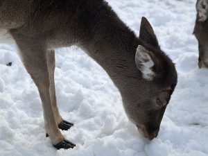 Wild im Winter