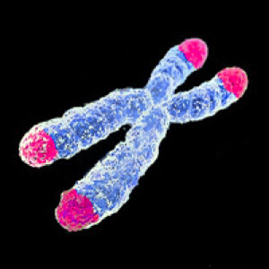 Telomere