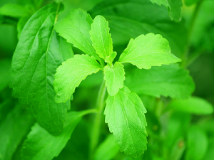 Stevia-Pflanze