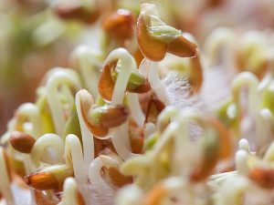 Sprossen und Keimlinge