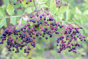 Holunderbeeren