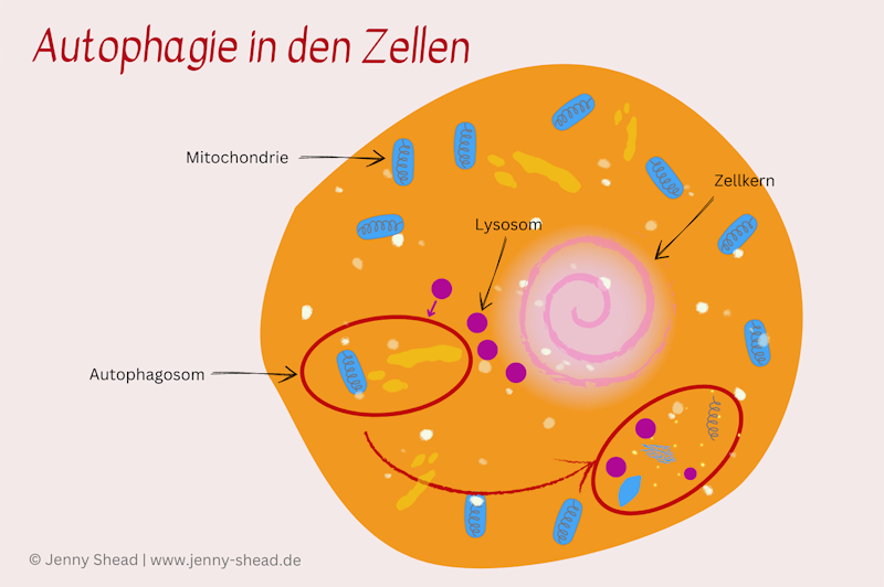Grafik Autophagie in der Zelle